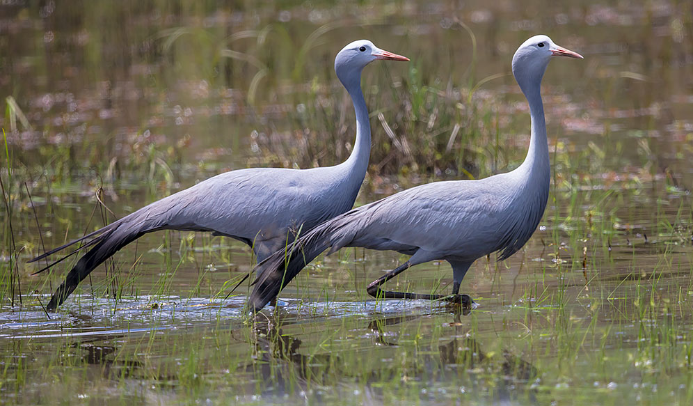 Blue Crane pair